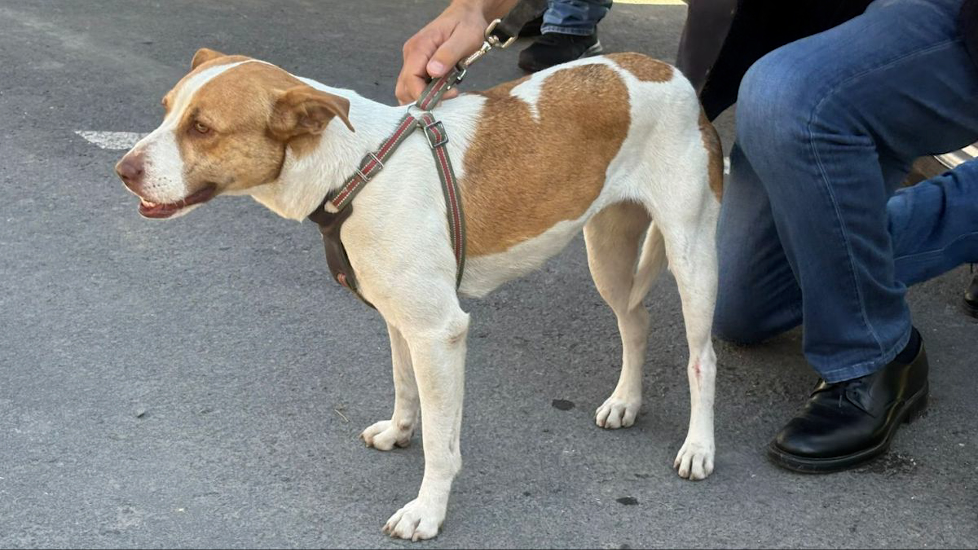 “Runner”, la perrita que se hizo viral por correr un maratón, fue localizada en Parque Fundidora y entrará en proceso de adopción.