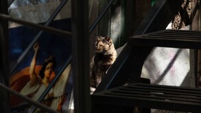 Gato sobre una escalera en la Ciudad de México.