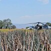 Helicópteros en campo de agaves de Tala Jalisco por toma clandestina de huachicol