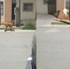 imágenes de un perrito alterado afuera de un domicilio en Matamoros.