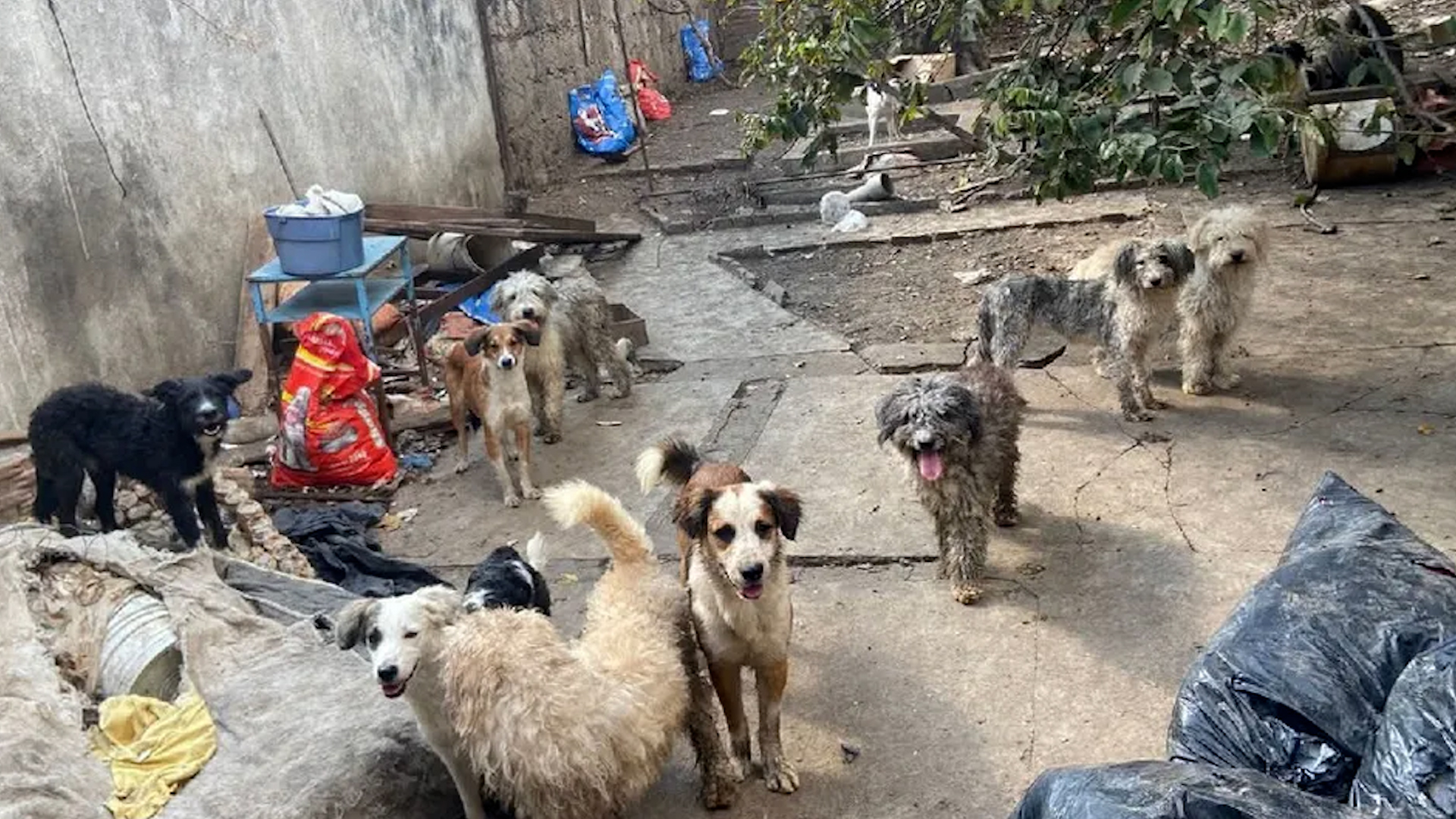 Congreso de la CdMx aprueba esta iniciativa con el objetivo de fomentar una cultura de empatía y consciencia hacia los animales.