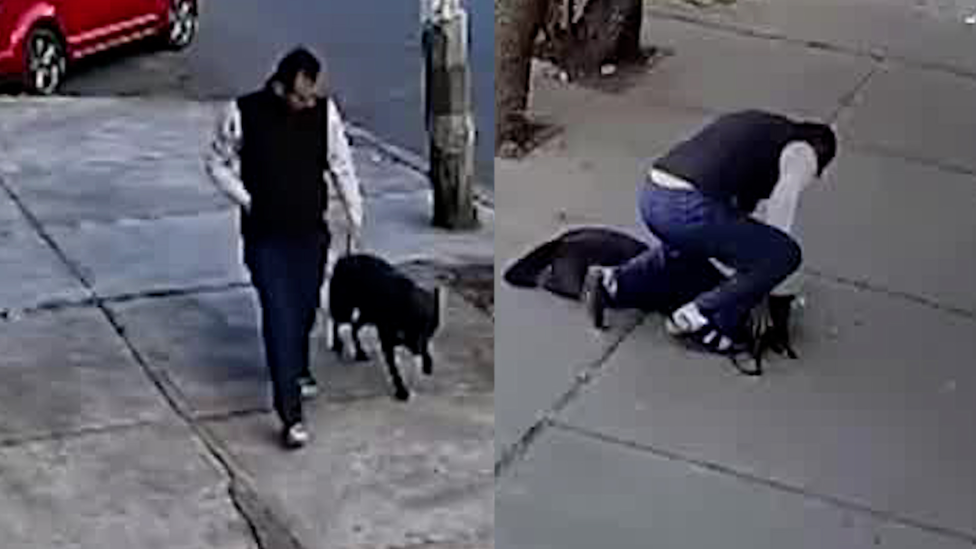 Los vecinos de la Colonia Romero aseguran que los chillidos del animal se escuchaban desde antes que fuera captado en cámara.