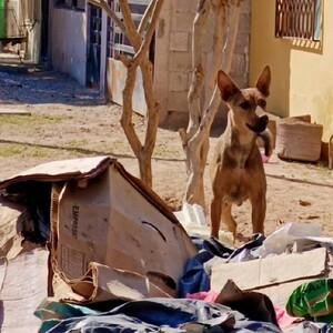 Perro entre la basura de una casa