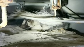 Zorrillo que fue descubierto escondido en la estufa de una vivienda en la colonia Loma Real de Lerdo.