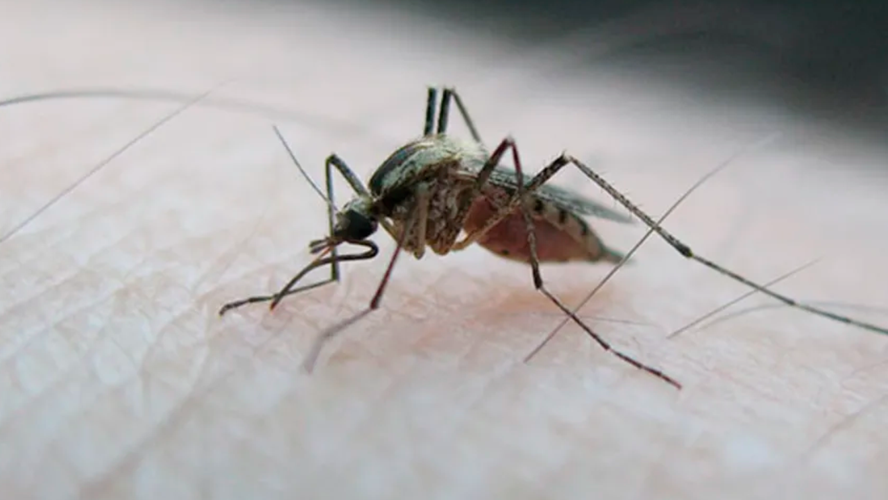 México ha registrado 13 mil 754 casos confirmados de fiebre chikungunya entre 2014 y diciembre de 2025.