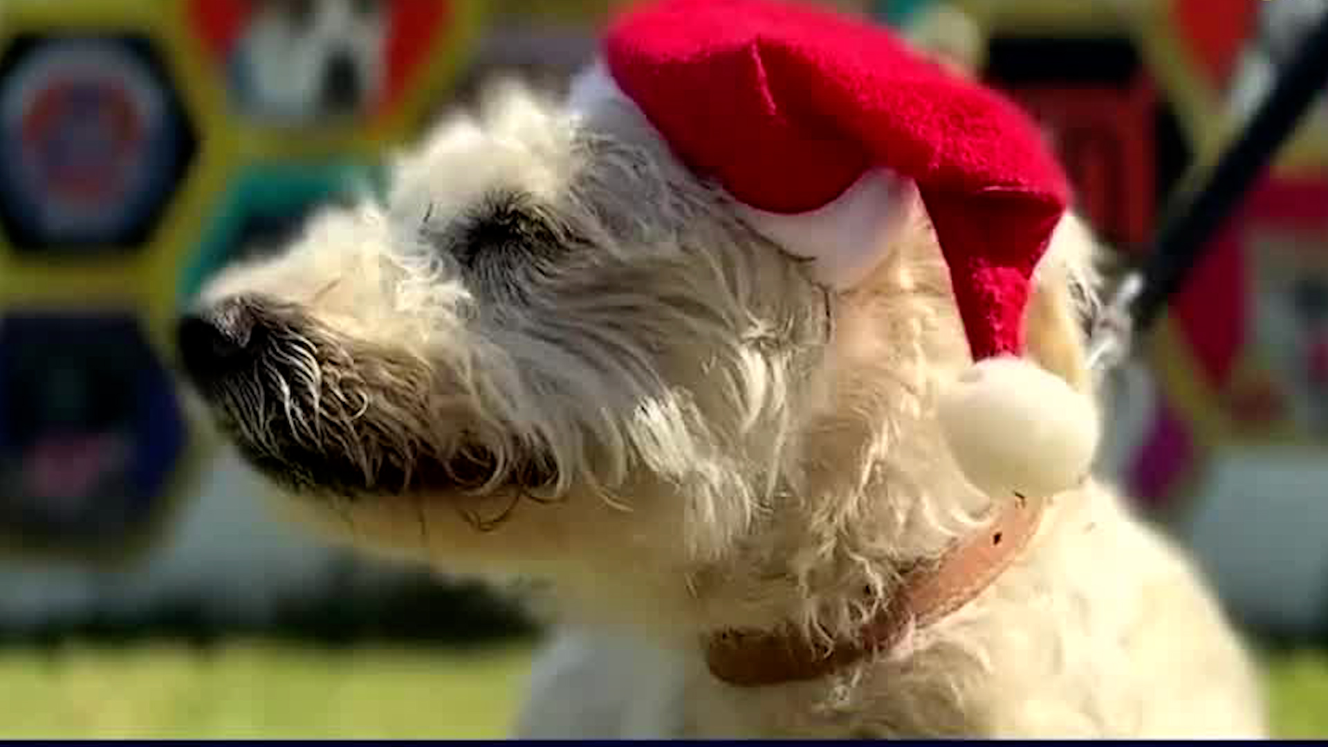 ¿Sabías que los perros rescatados del Metro contestan las cartas de los niños? Muchos han sufrido accidentes graves y hoy buscan una familia.