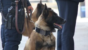 El uso de servicios de paquetería para la distribución de drogas en Guanajuato registró un incremento del 65% durante este año, con más de 400 aseguramientos.