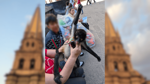 Un mono araña pequeño con arnés es sostenido por una persona en una plaza pública; al fondo se aprecian las torres de la Catedral de Guadalajara.