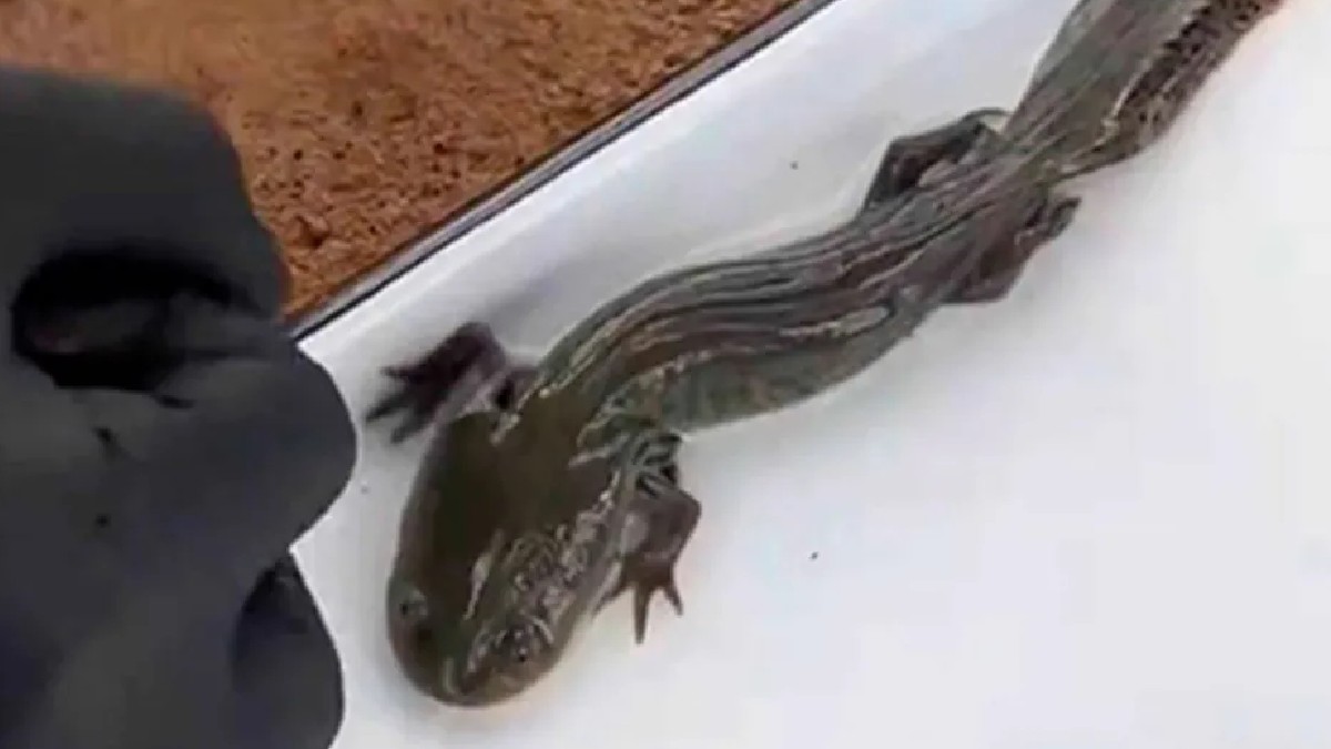 Este hallazgo abre la posibilidad de que se destinen recursos públicos por parte de los gobiernos municipal, estatal y federal para su protección y manejo.