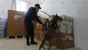 Algunas compañías ya operan con unidades caninas especializadas en la detección de drogas, las cuales permiten identificar envíos sospechosos.
