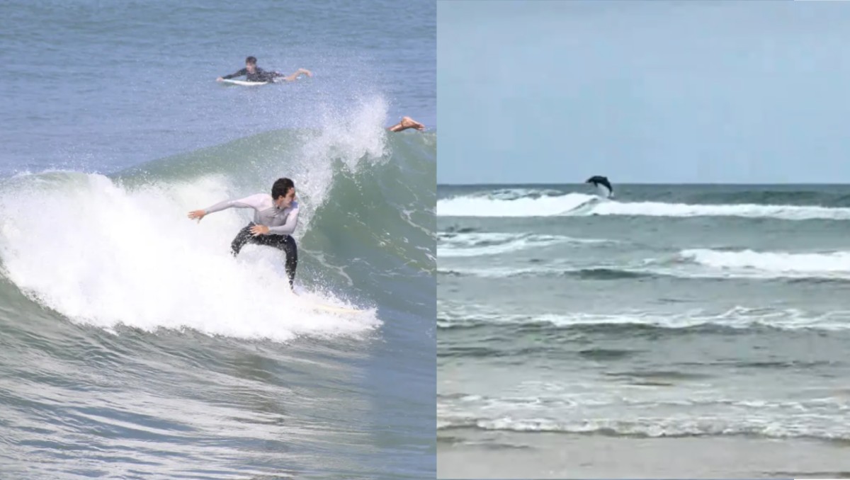¿Delfines en playa Miramar? Visitantes captan ejemplares en la costa de Ciudad Madero