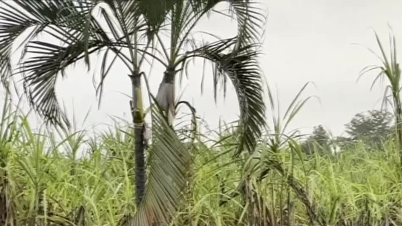 El contrabando fiscal ya no solo afecta combustibles: ahora golpea al sector azucarero y camaronero con fraudes que evaden miles de millones.