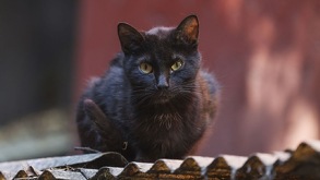 Un gato negro sentado sobre el tejado de un hogar.