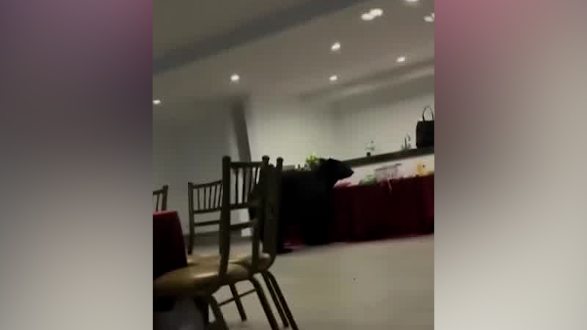 Imágenes captadas por los asistentes al evento muestran como un oso negro entra a un lugar en busca de comida.