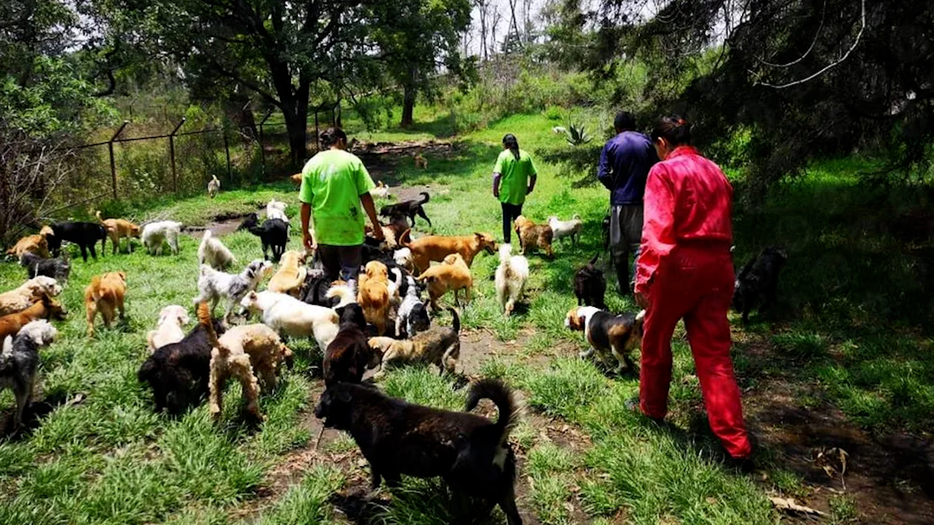 Se reporta que tras frenar el desalojo del refugio se contabilizan menos animales de los que habían en este.
