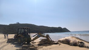 Autoridades sepultan una ballena sin vida en Playa Mezcales, en Punta Pérula, Jalisco, tras permanecer varios días varada y en descomposición.
