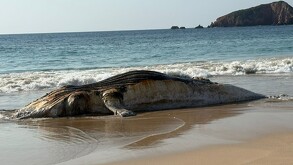 Cuerpo de una ballena muerta tendido sobre la arena a a la orilla del mar en Playa Mezcales, Jalisco