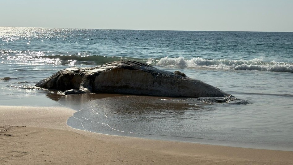 Vista lateral des cuerpo de una ballena tendido sobre la arena a la orilla del mar en playa de Punta Pérula en Jalisco