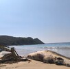 Autoridades sepultan una ballena sin vida en Playa Mezcales, en Punta Pérula, Jalisco, tras permanecer varios días varada y en descomposición.