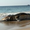 Cuerpo de una ballena muerta tendido sobre la arena a a la orilla del mar en Playa Mezcales, Jalisco
