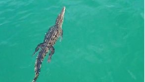 Cocodrilo nadando en el mar de Tenacatita
