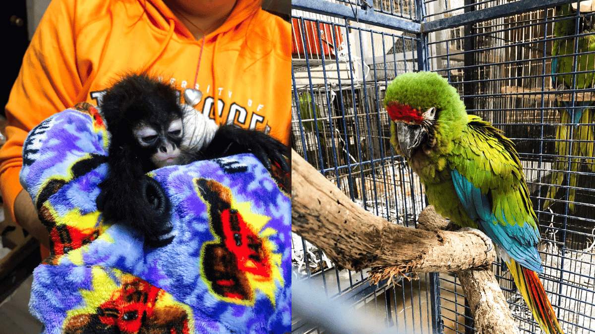 Autoridades federales aseguraron dos monos araña y seis aves enlistadas en la NOM-059-SEMARNAT-2010 durante operativos en Guadalajara; hubo detenidos por delito