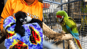 Autoridades federales aseguraron dos monos araña y seis aves enlistadas en la NOM-059-SEMARNAT-2010 durante operativos en Guadalajara; hubo detenidos por delito