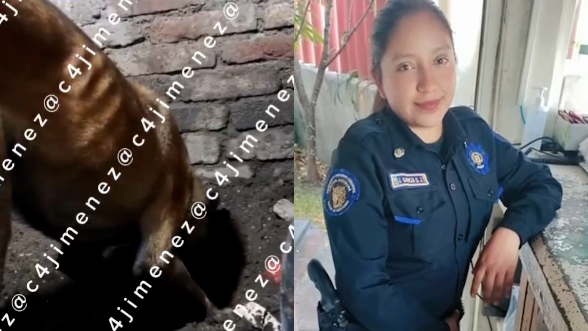 Tras días de incertidumbre, binomios caninos localizaron el cuerpo de la policía Jazmín García enterrado en su propio patio. Las cámaras del C5 fueron clave par