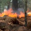 Con la temporada de incendios forestales activa, Protección Civil de Nuevo León está enfocado en reducir el nivel de afectación del suelo.