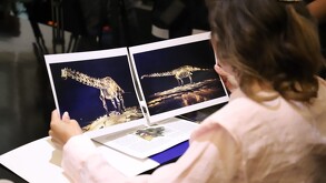 Fósil Einstein, prestado al municipio de San Pedro Garza García