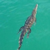 Cocodrilo nadando en el mar de Tenacatita
