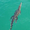 Cocodrilo nadando en el mar de Tenacatita
