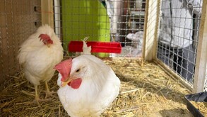 Cierran el último local de venta de animales en el Mercado de Sonora tras prohibición impulsada por animalistas.