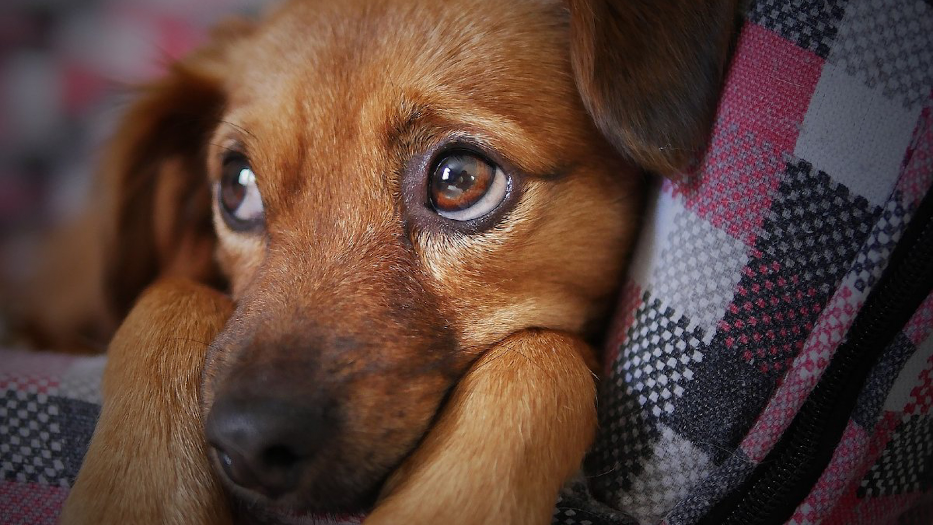 Ante el descenso de temperatura en la CdMx, expertos aclaran qué razas sí requieren abrigo, mientras que otras razas poseen un abrigo natural.