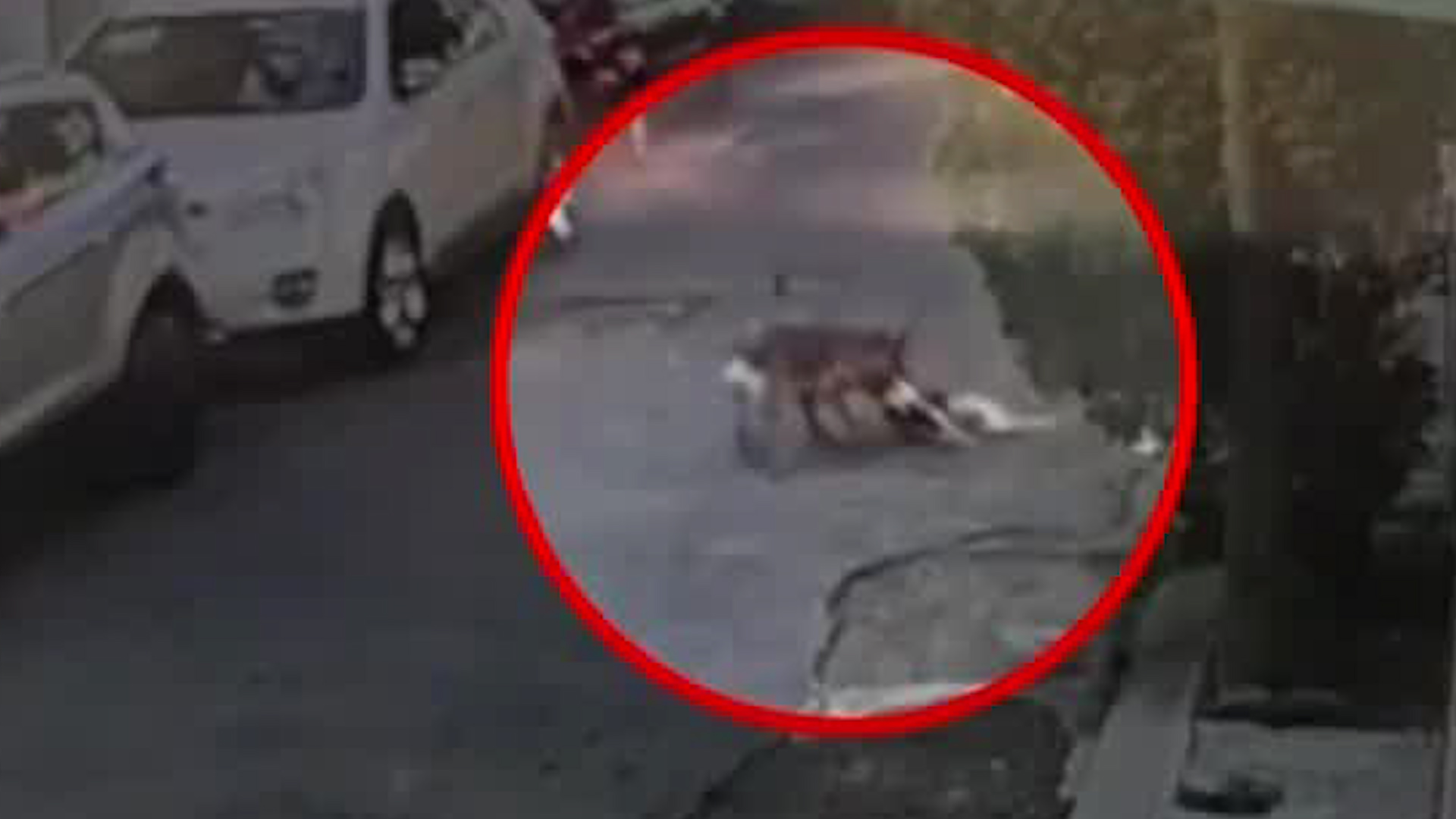 Habitantes de Tultepec, Ecatepec, denuncian la muerte de Coqueto, un perro de 14 años, tras ser atacado por dos canes sin supervisión.