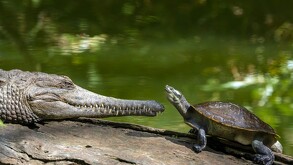 Un cocodrilo de hocico largo y una pequeña tortuga se miran fijamente mientras descansan sobre un tronco caído a la orilla de un cuerpo de agua.