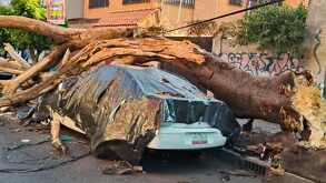 Árbol cae sobre auto en Benito Juárez