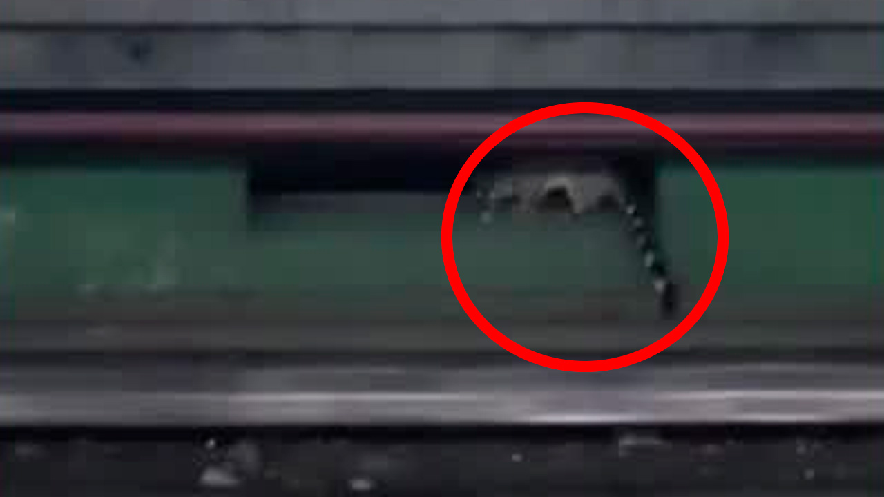 Usuarios del Metro de la Ciudad de México captaron la presencia de un cacomixtle en la zona de vías de la estación Hidalgo de la línea 3.