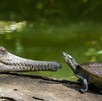 Un cocodrilo de hocico largo y una pequeña tortuga se miran fijamente mientras descansan sobre un tronco caído a la orilla de un cuerpo de agua.
