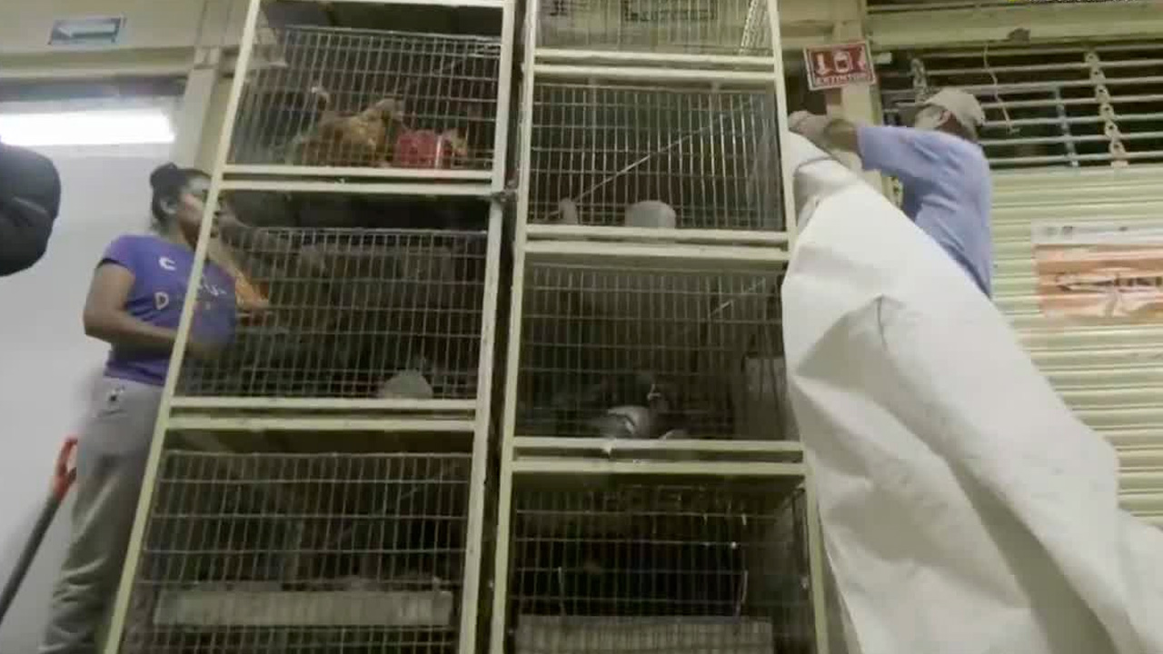 A pesar de la prohibición vigente desde el 1 de enero, la venta ilegal de animales continúa en el Mercado de Sonora.