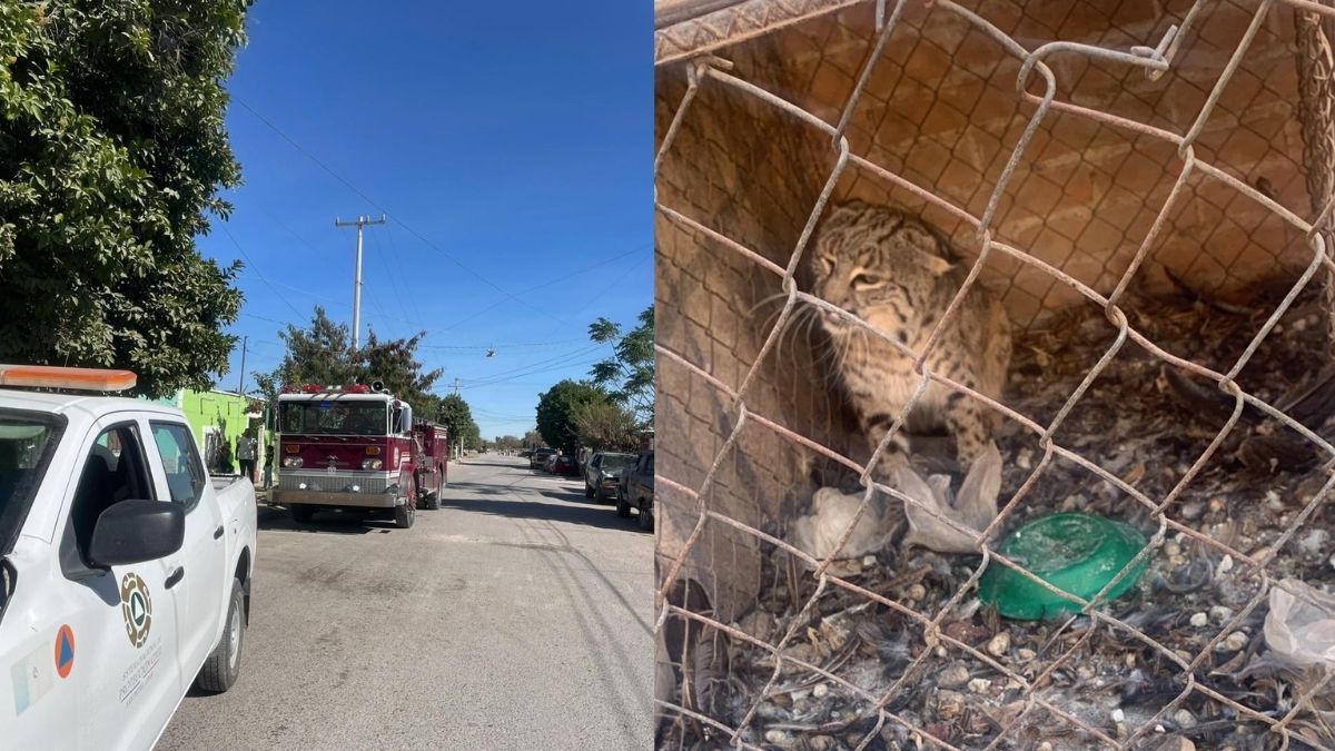Un ejemplar de gato montés (Lynx rufus) se encontraba refugiado en el interior de una vivienda en San Pedro de las Colonias, Coahuila