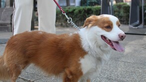 Perrito saliendo a pasear en calles de la Ciudad de México.