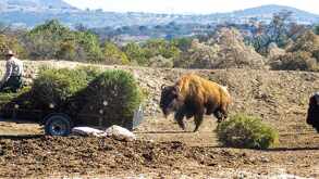 un bisonte corriendo en el parque africam safari