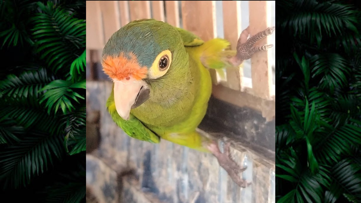 Primer plano de un perico atolero con plumaje verde, frente naranja y corona azul, asomándose curiosamente desde una estructura de madera clara.