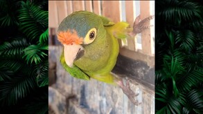 Primer plano de un perico atolero con plumaje verde, frente naranja y corona azul, asomándose curiosamente desde una estructura de madera clara.
