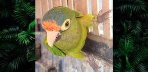 Primer plano de un perico atolero con plumaje verde, frente naranja y corona azul, asomándose curiosamente desde una estructura de madera clara.