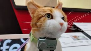 La Inteligencia Artificial ha salido de los laboratorios para entrar en la mente de nuestras mascotas