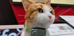 La Inteligencia Artificial ha salido de los laboratorios para entrar en la mente de nuestras mascotas