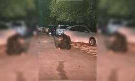 Captura de video donde se aprecia a un oso buscando comida al sur de Monterrey.