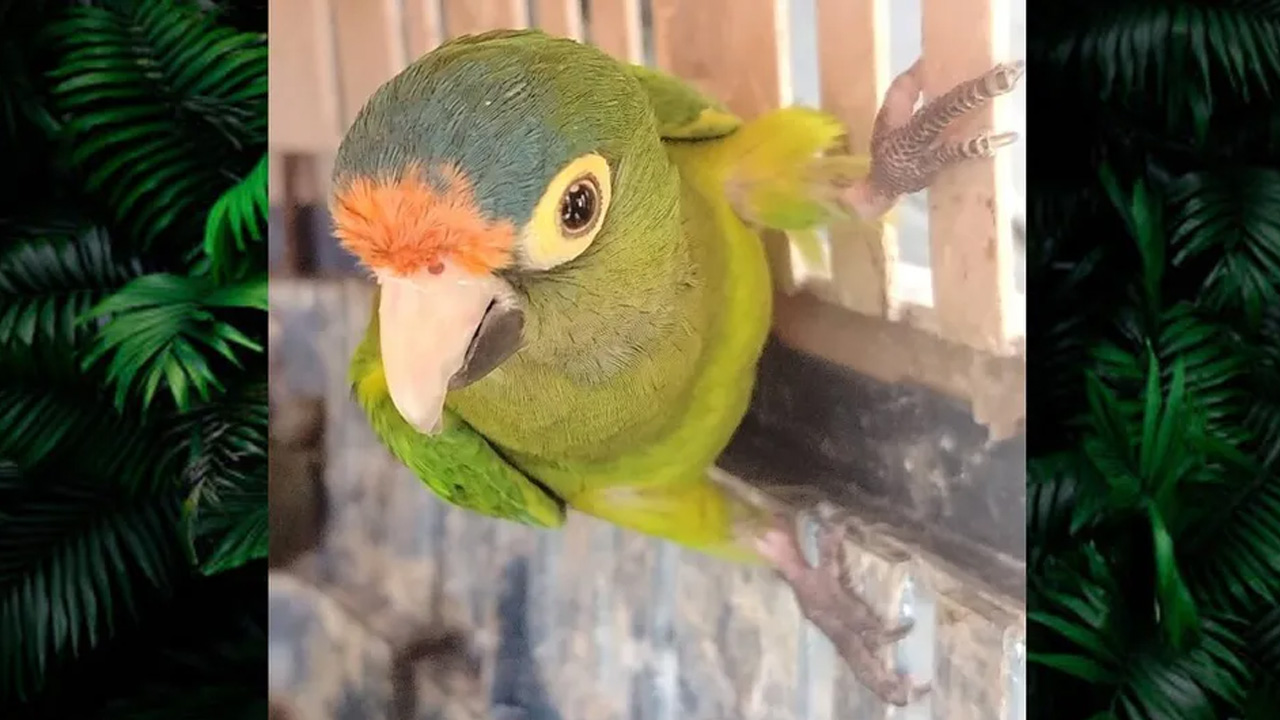 Un operativo interinstitucional realizado en Morelia por el Día de Reyes permitió el aseguramiento de más de 40 animales exóticos.